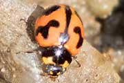 Transverse Ladybird (Coccinella transversalis)